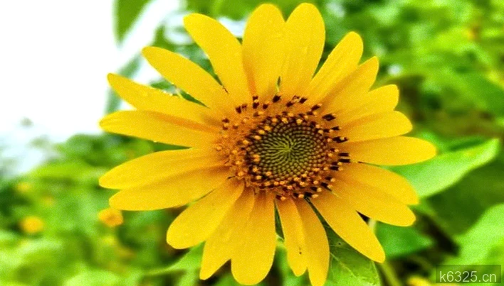 30句箴言：熬过低谷，便是繁花